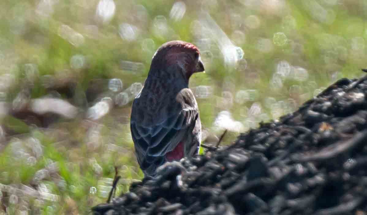 House Finch - ML652613338