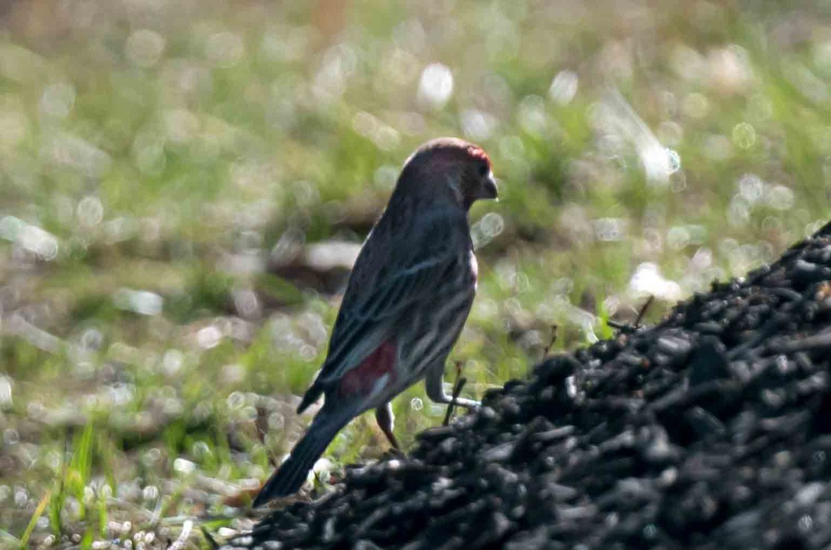House Finch - ML652613339