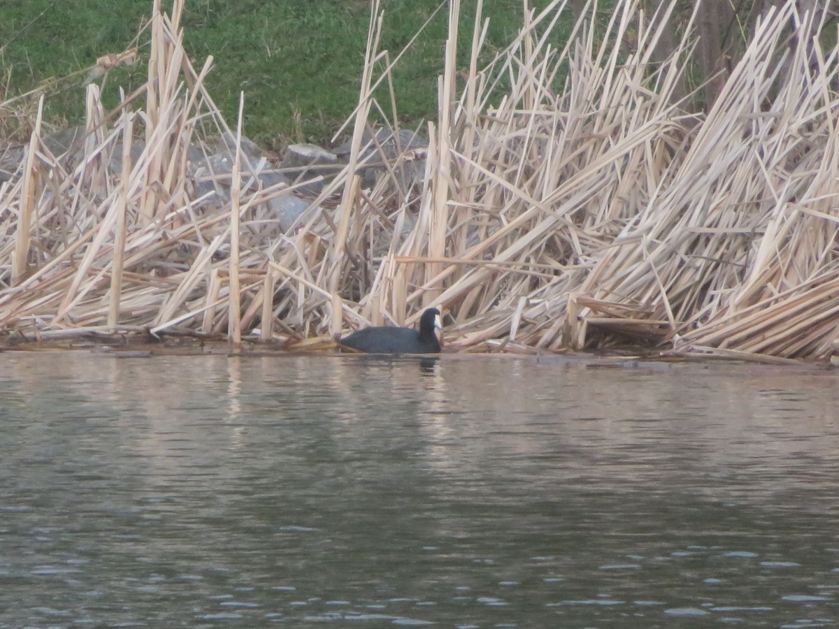 American Coot - ML652613360