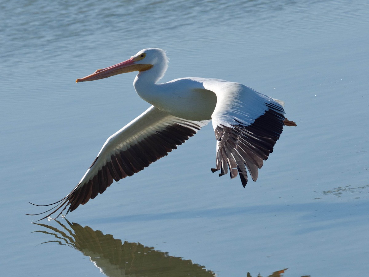 American White Pelican - ML652613422
