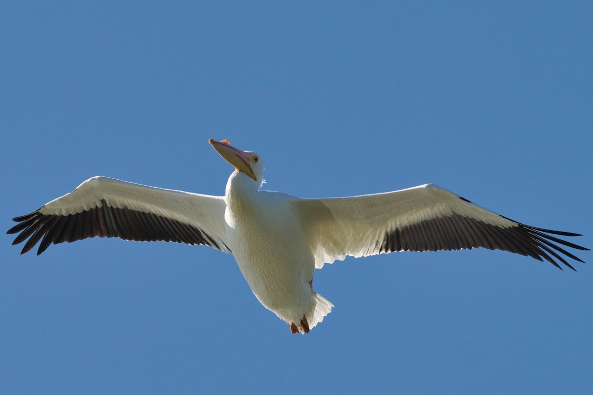 American White Pelican - ML652613423