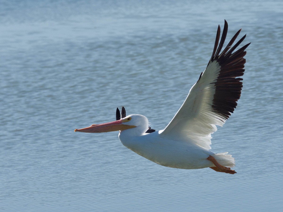 American White Pelican - ML652613424