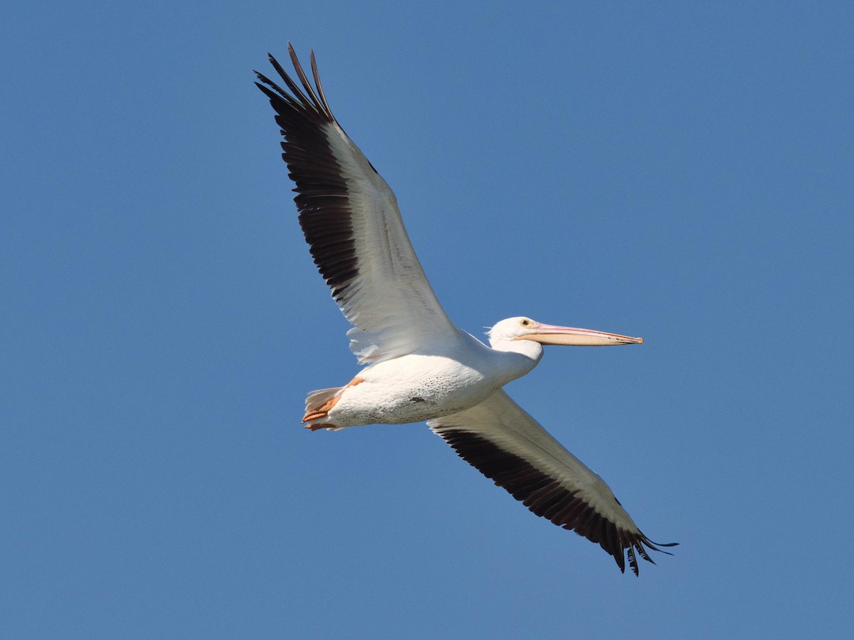 American White Pelican - ML652613425