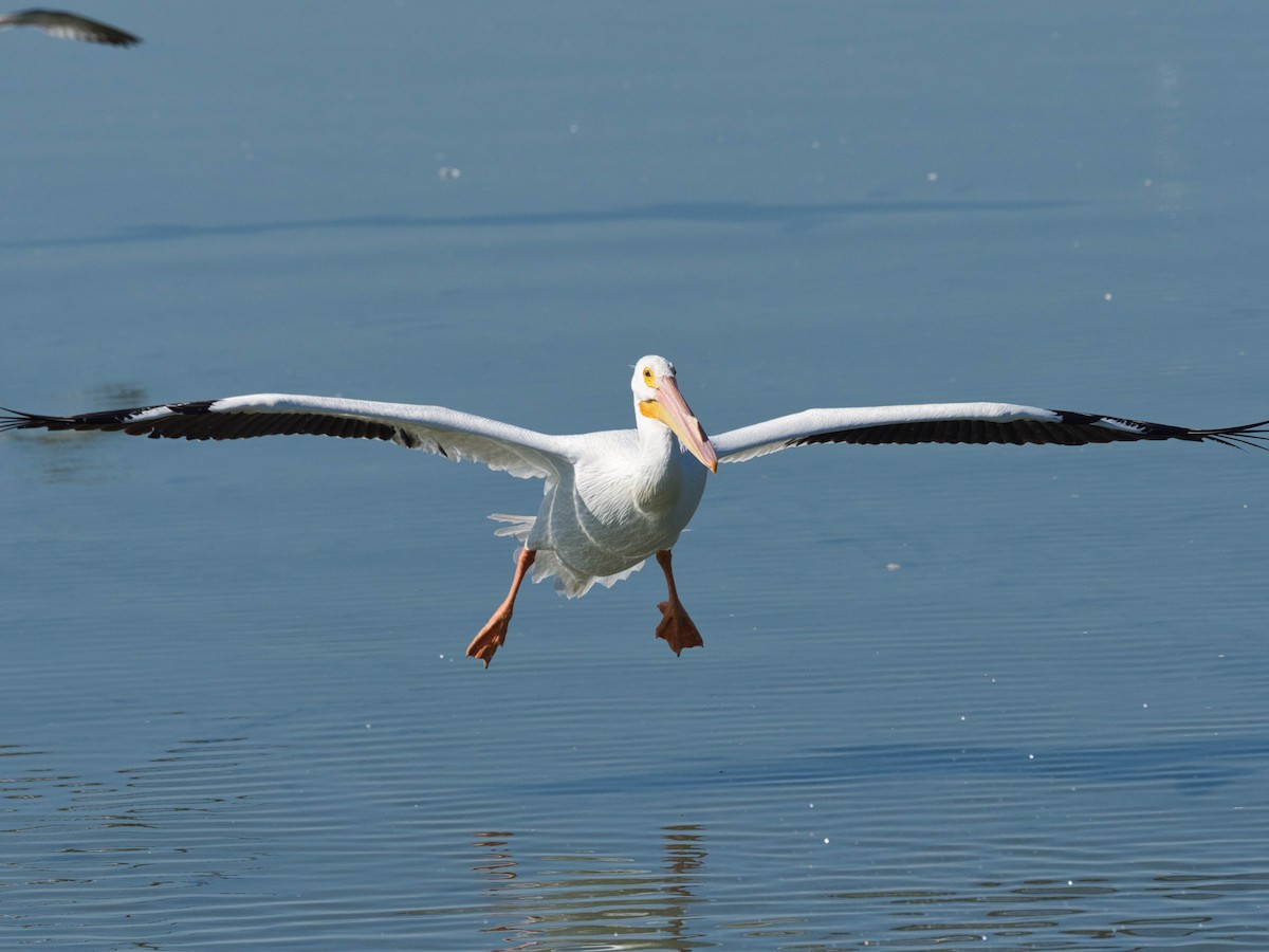 American White Pelican - ML652613426