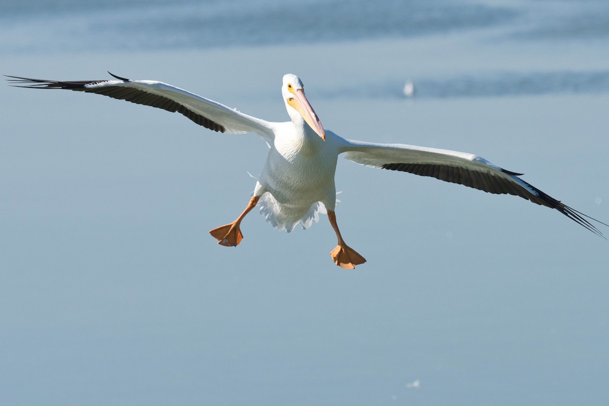 American White Pelican - ML652613427