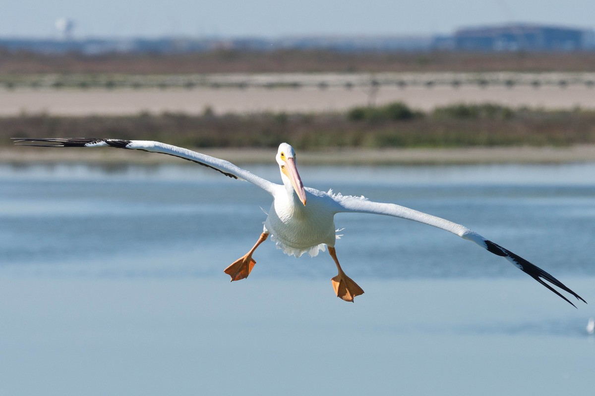 American White Pelican - ML652613428