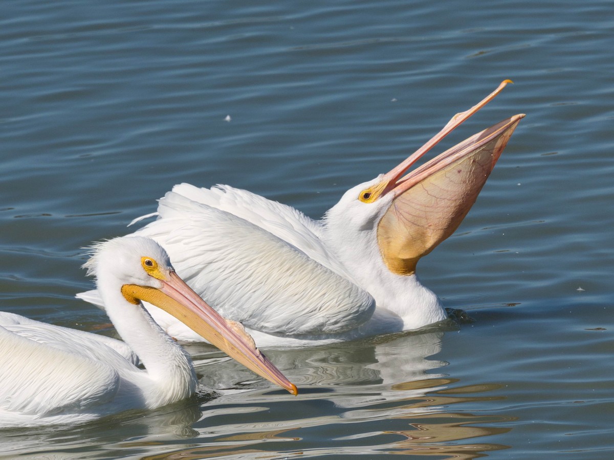 American White Pelican - ML652613429