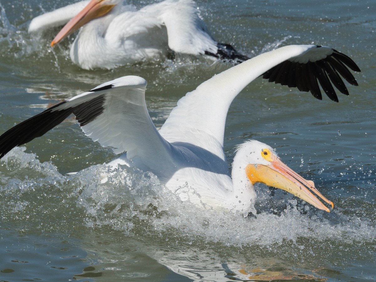 American White Pelican - ML652613430