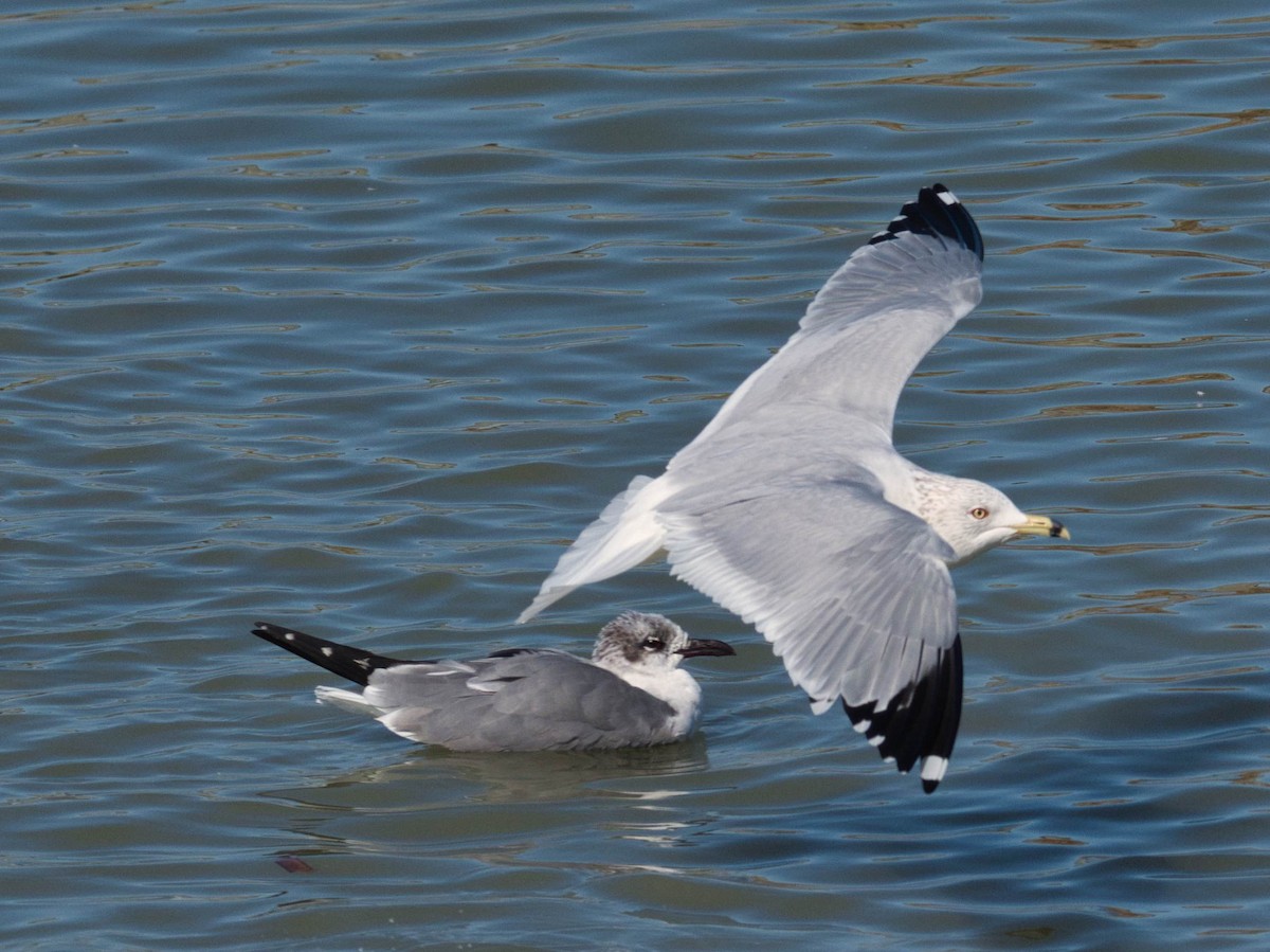 Ring-billed Gull - ML652613440