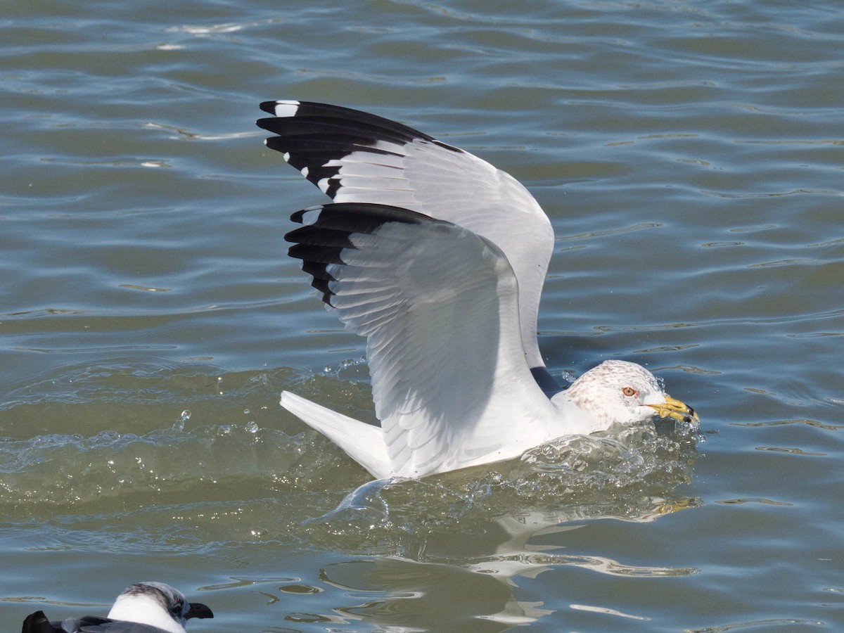 Ring-billed Gull - ML652613441