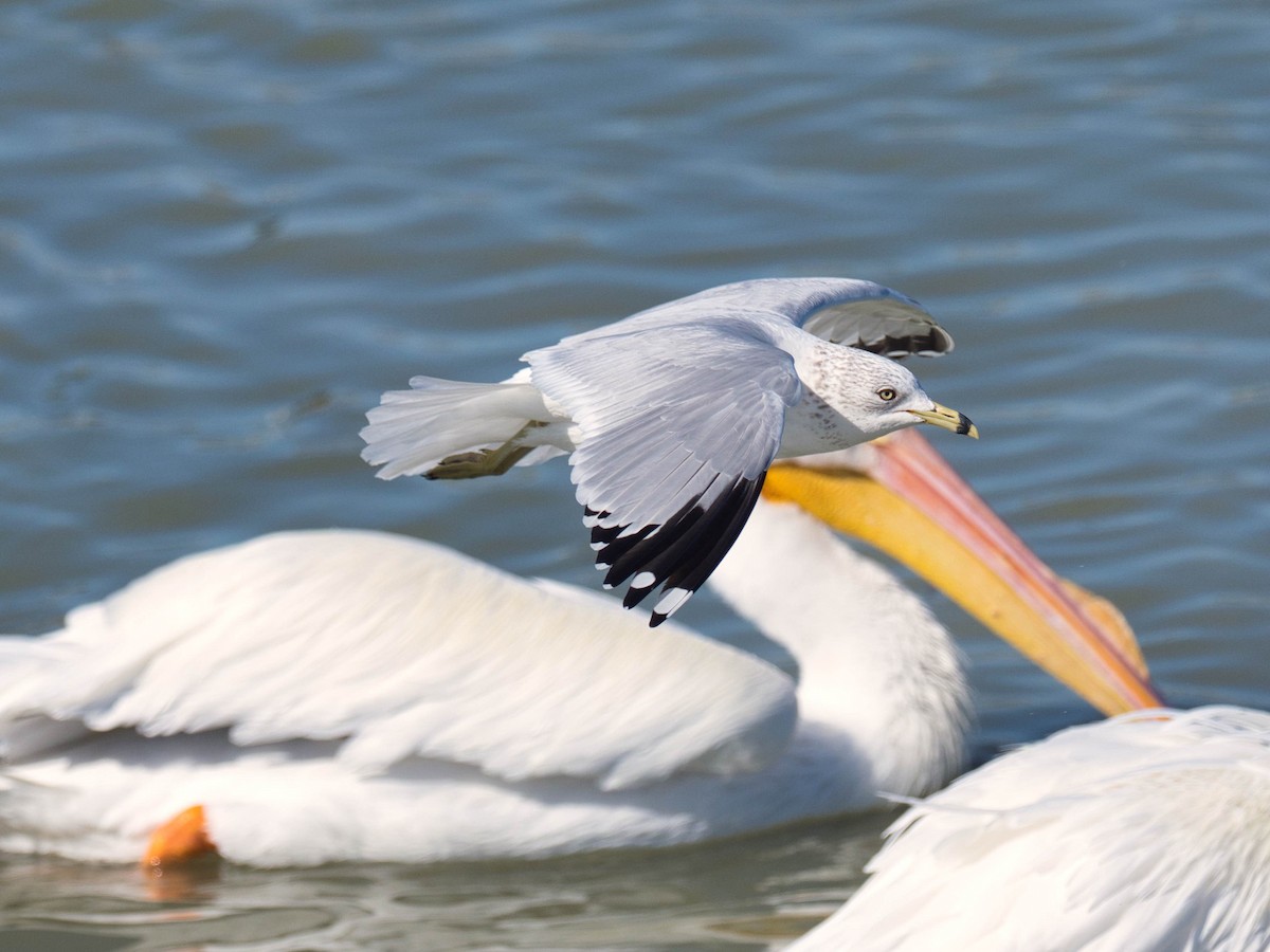 Ring-billed Gull - ML652613442
