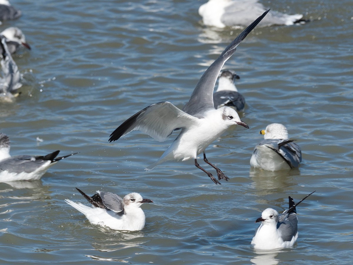 Laughing Gull - ML652613453