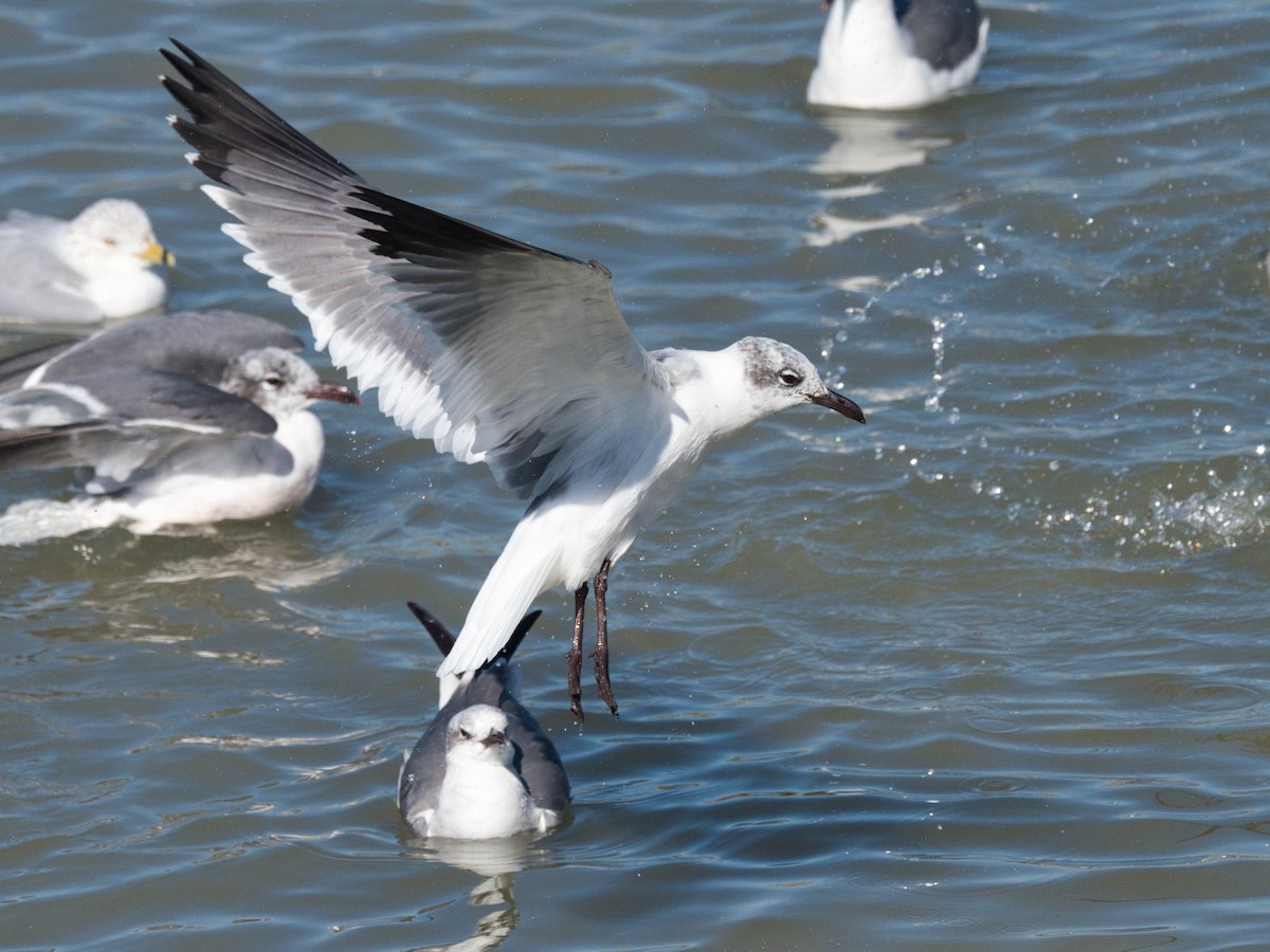 Laughing Gull - ML652613454