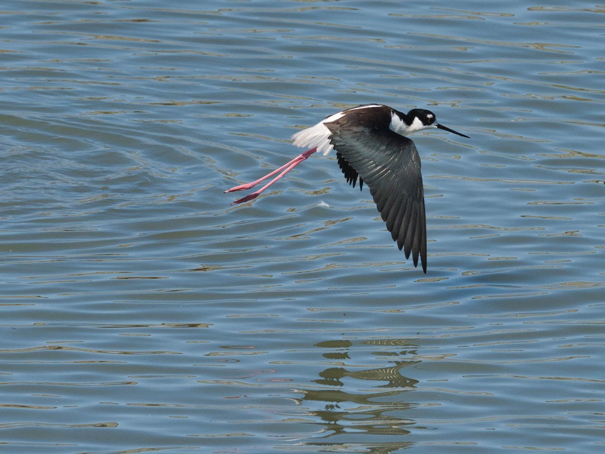 Black-necked Stilt - ML652613458