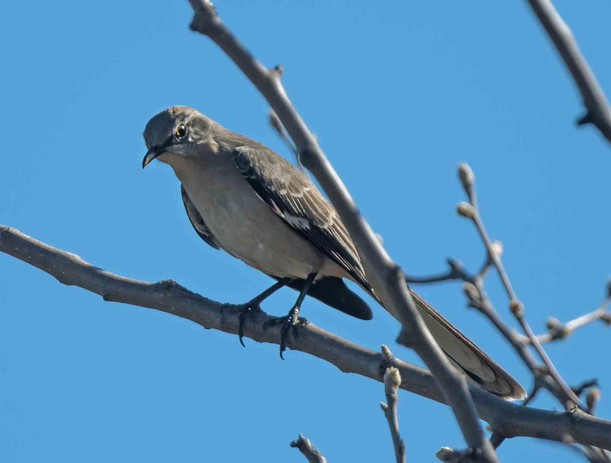 Northern Mockingbird - ML652613644