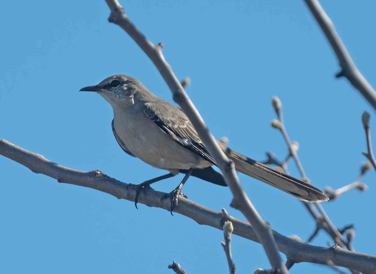 Northern Mockingbird - ML652613645