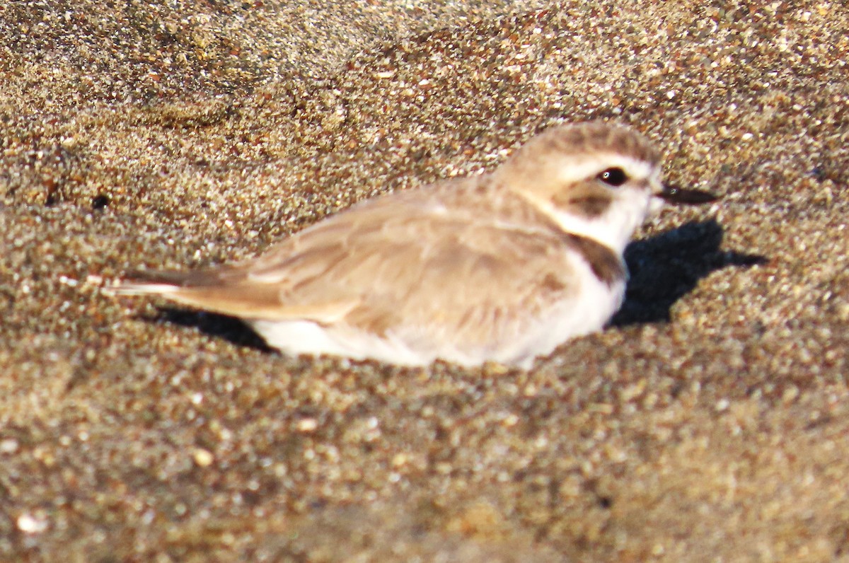 Karlı Cılıbıt - ML652613850