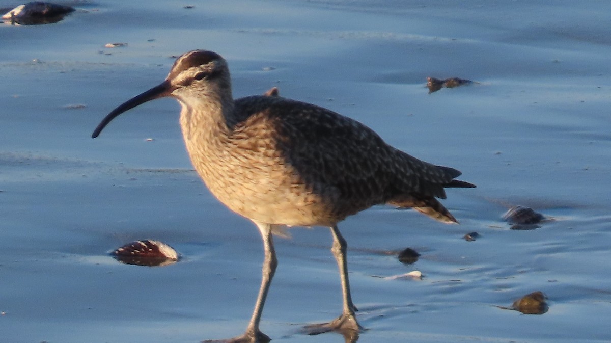 Amerika Sürmeli Kervançulluğu - ML652613871