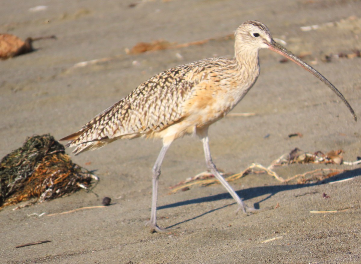 Uzun Gagalı Kervançulluğu - ML652613893