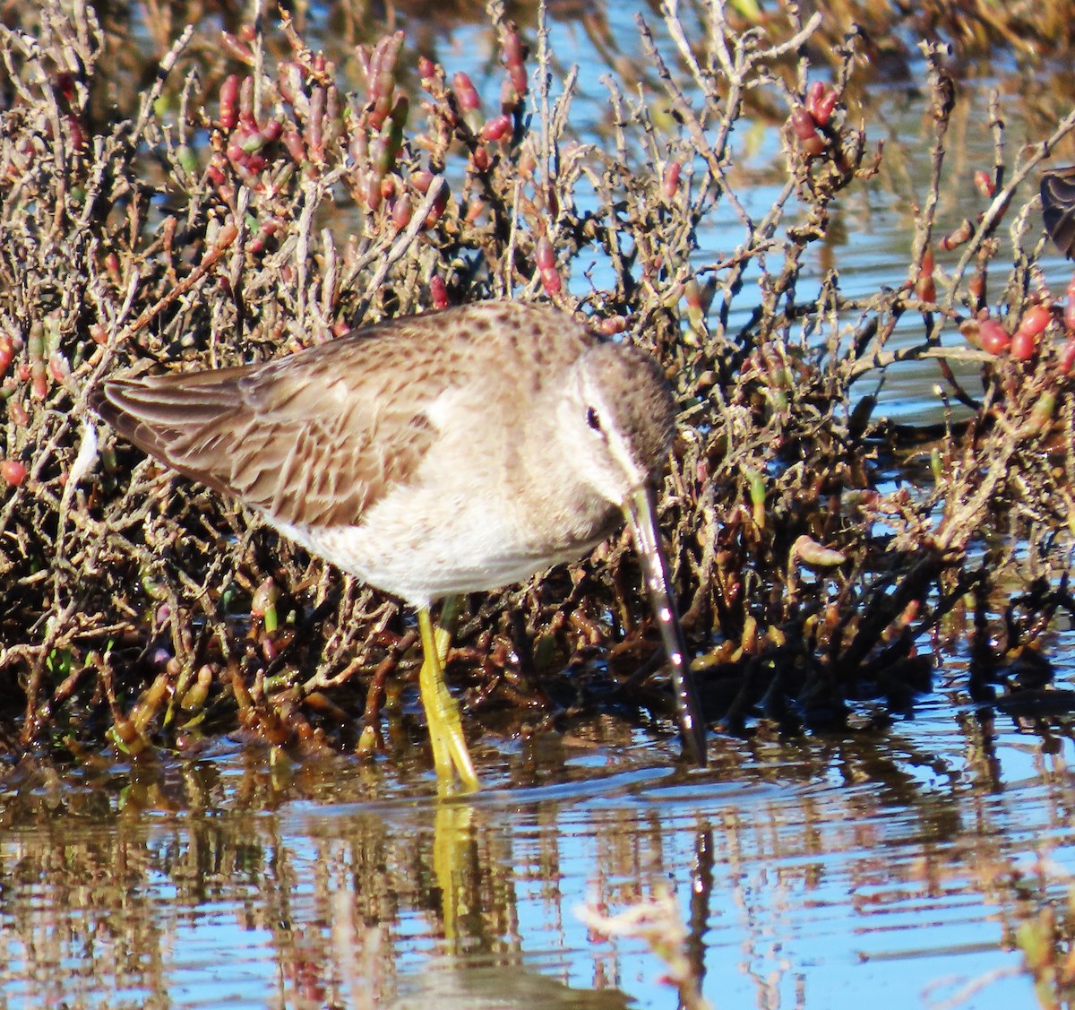 Uzun Gagalı Suçulluğu - ML652613911