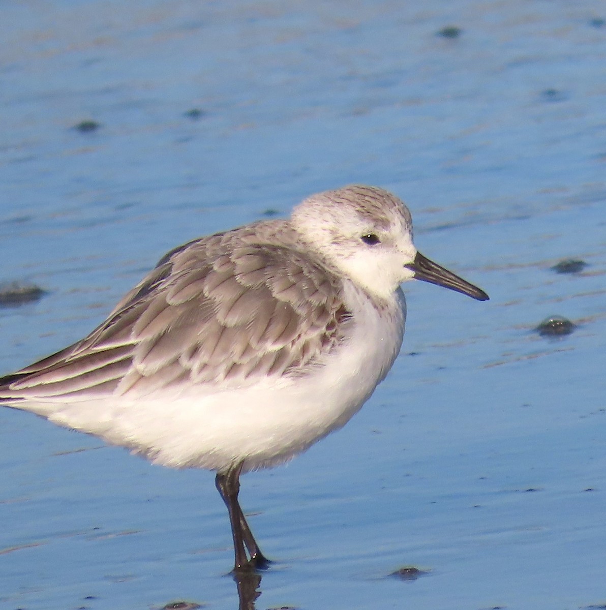 Ak Kumkuşu - ML652614092