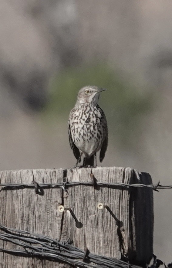 Moqueur des armoises - ML652614110