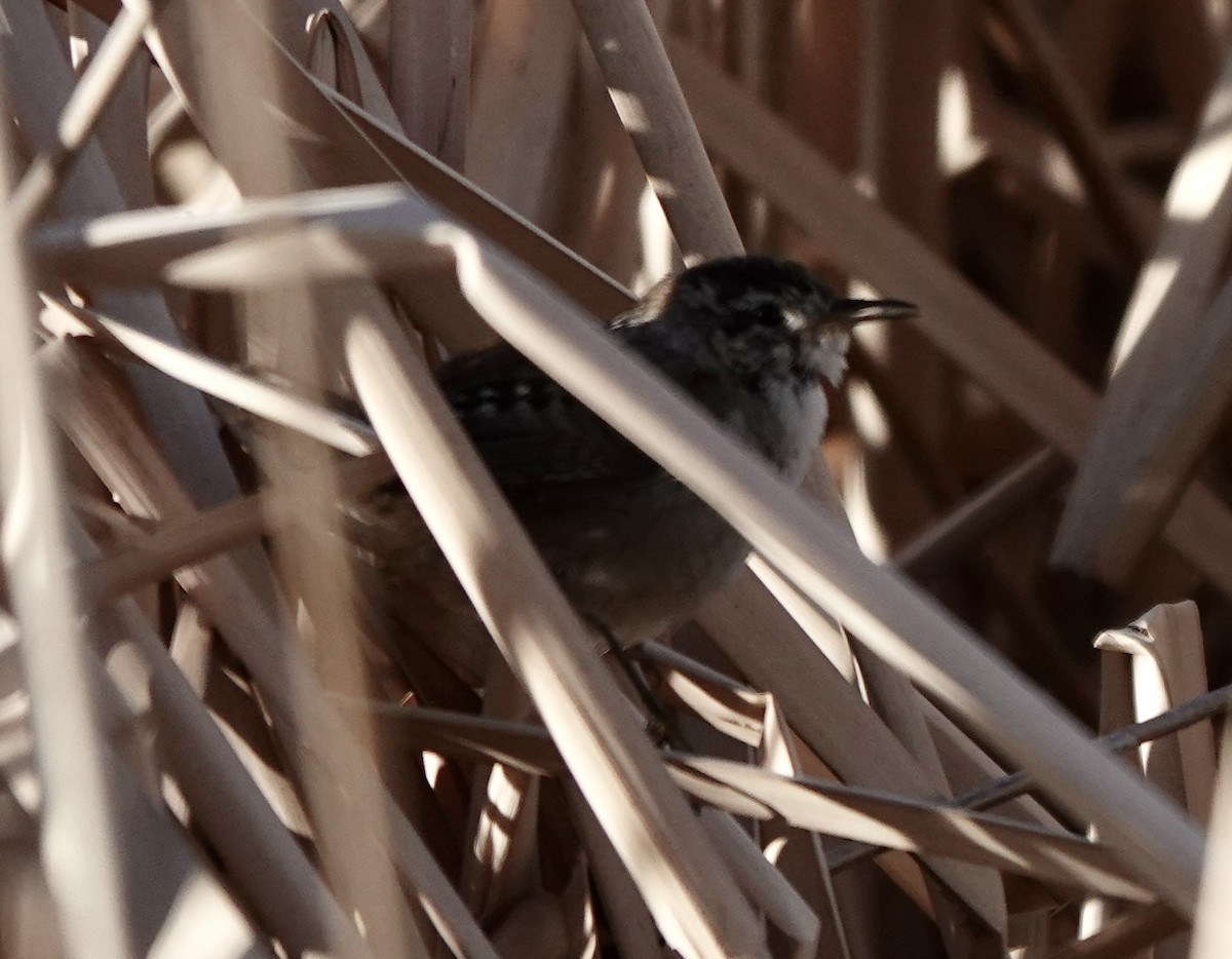 Troglodyte des marais - ML652614122