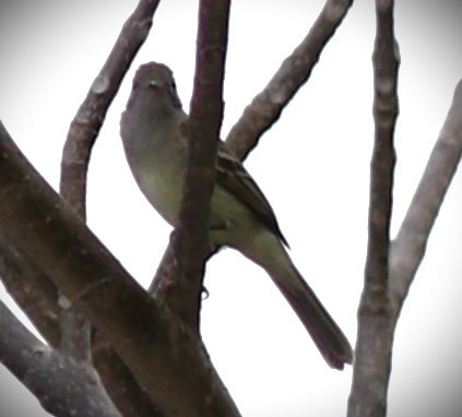 Gelbbauch-Olivtyrann - ML652614131