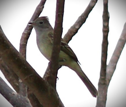 Gelbbauch-Olivtyrann - ML652614139