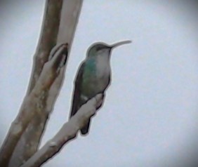 Blaukehlkolibri - ML652614144