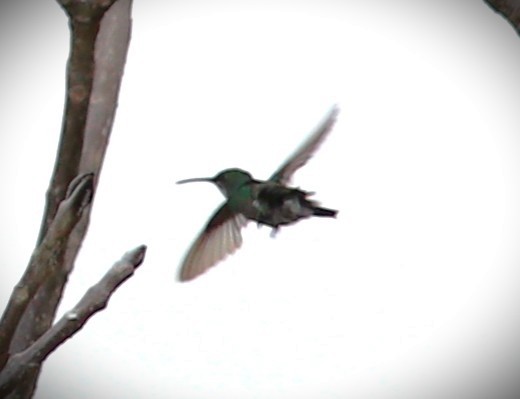 Blaukehlkolibri - ML652614153