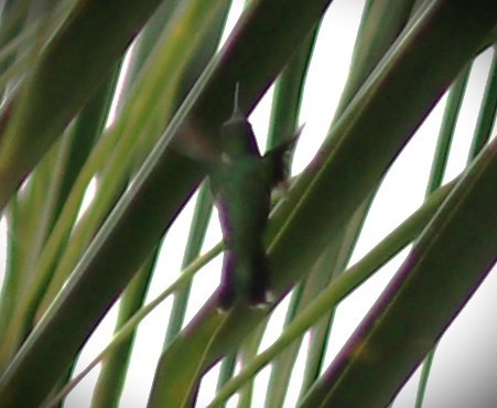 Gartensmaragdkolibri - ML652614162