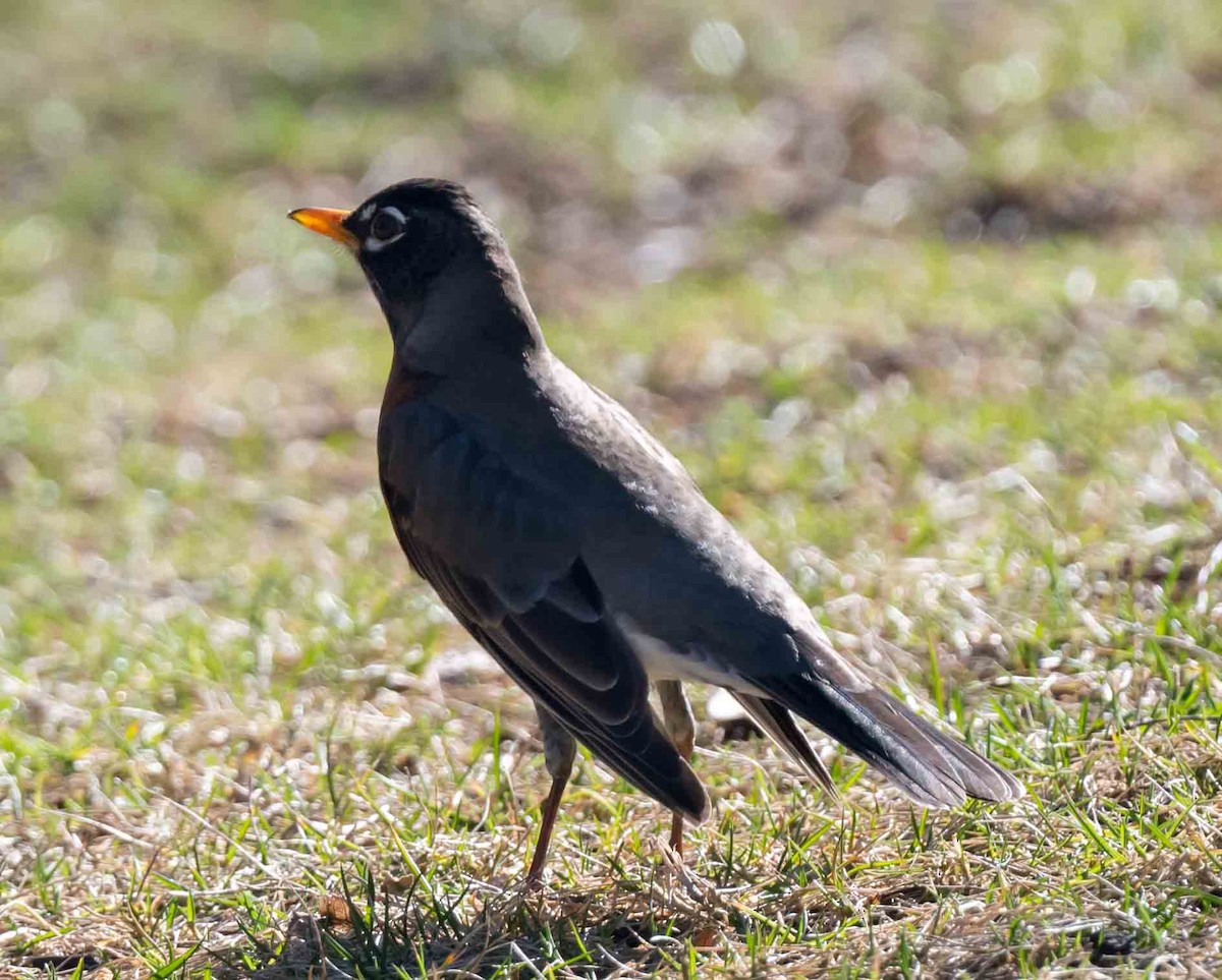 American Robin - ML652614209