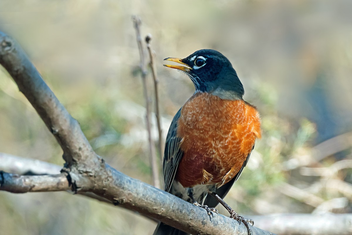 American Robin - ML652614211