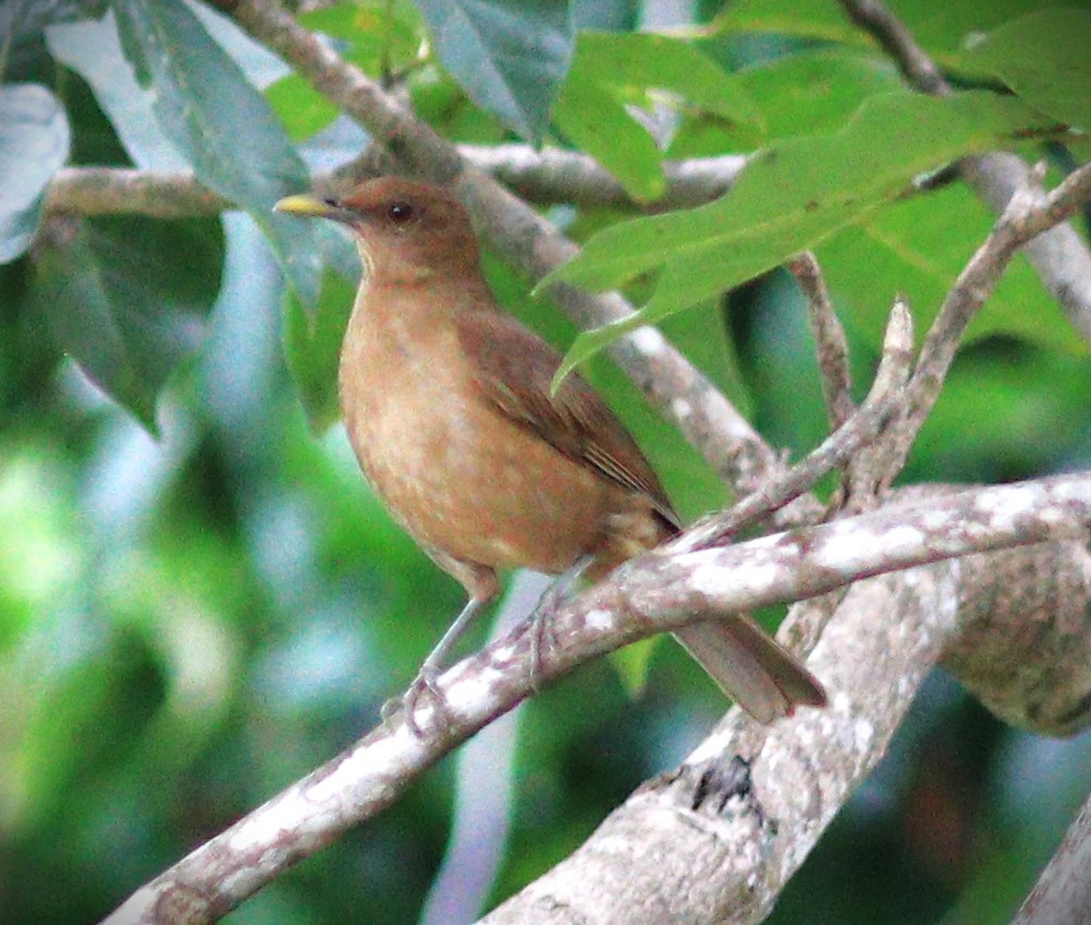 Gilbdrossel - ML652614225