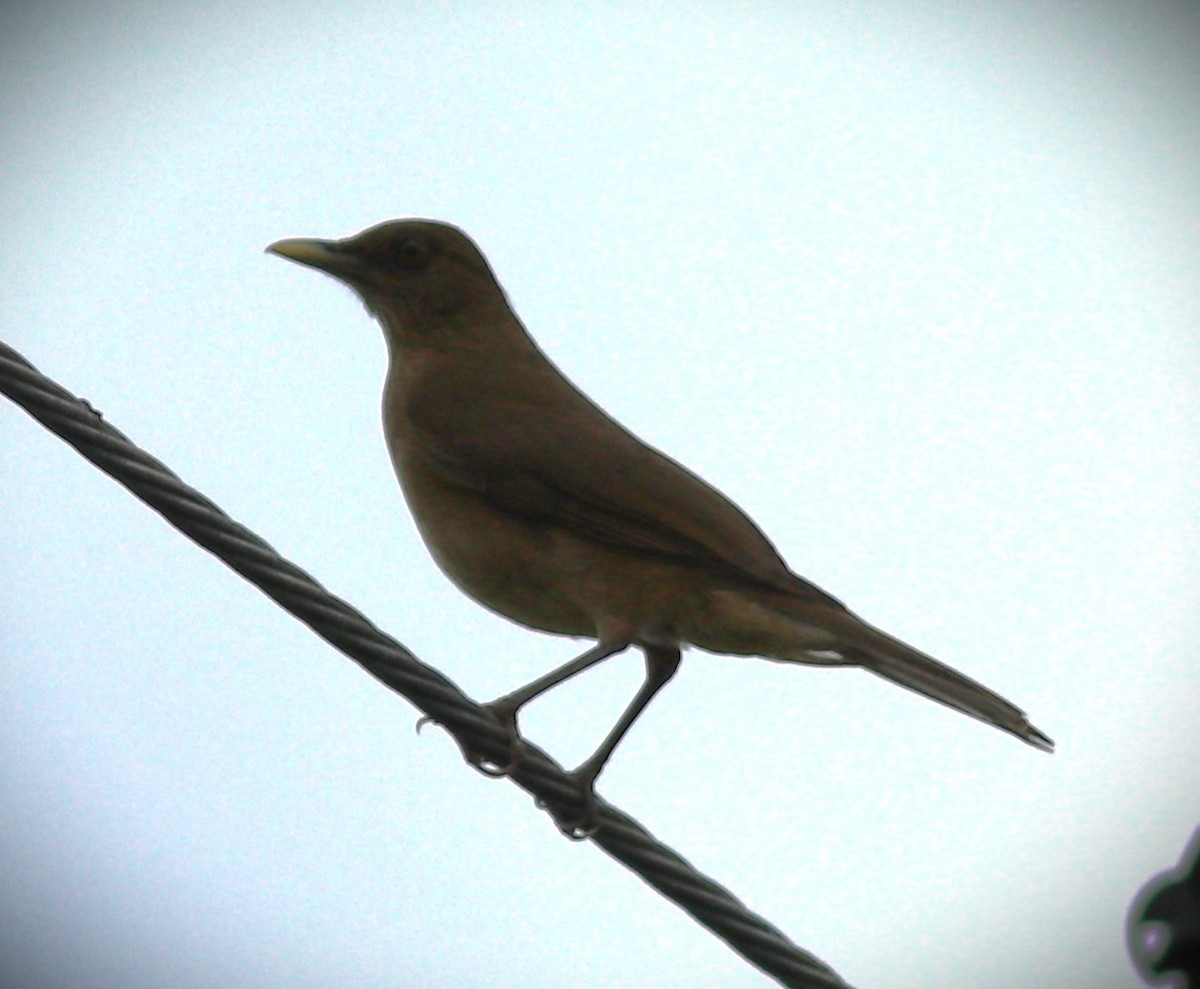 Gilbdrossel - ML652614232