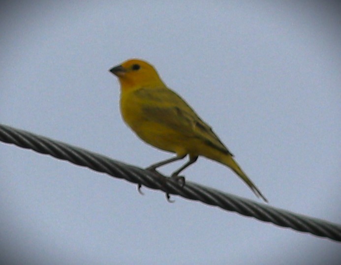 Safrangilbtangare - ML652614275