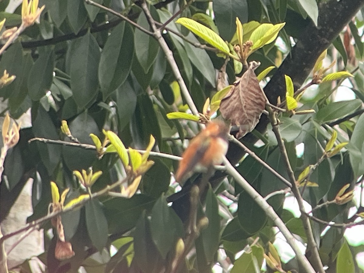 Rufous Hummingbird - ML652614278