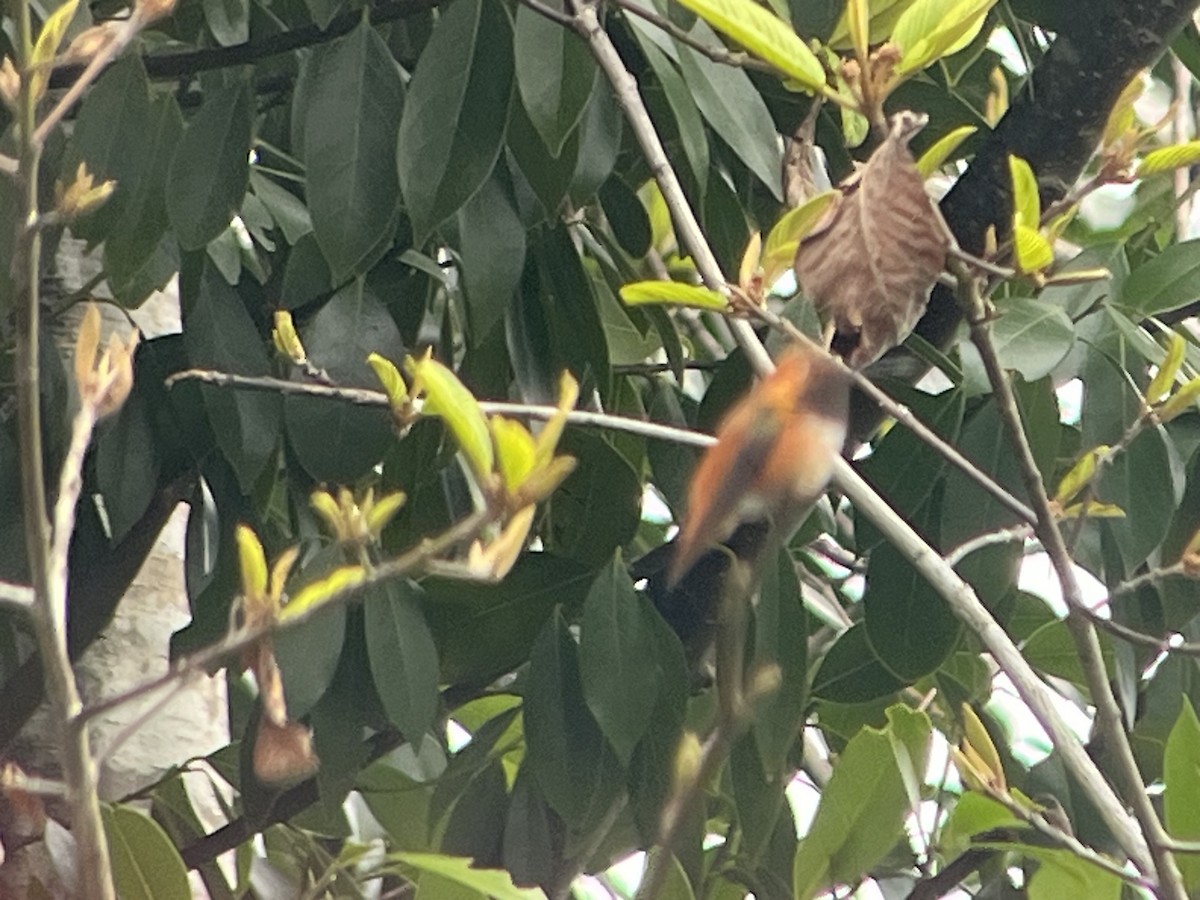 Rufous Hummingbird - ML652614280