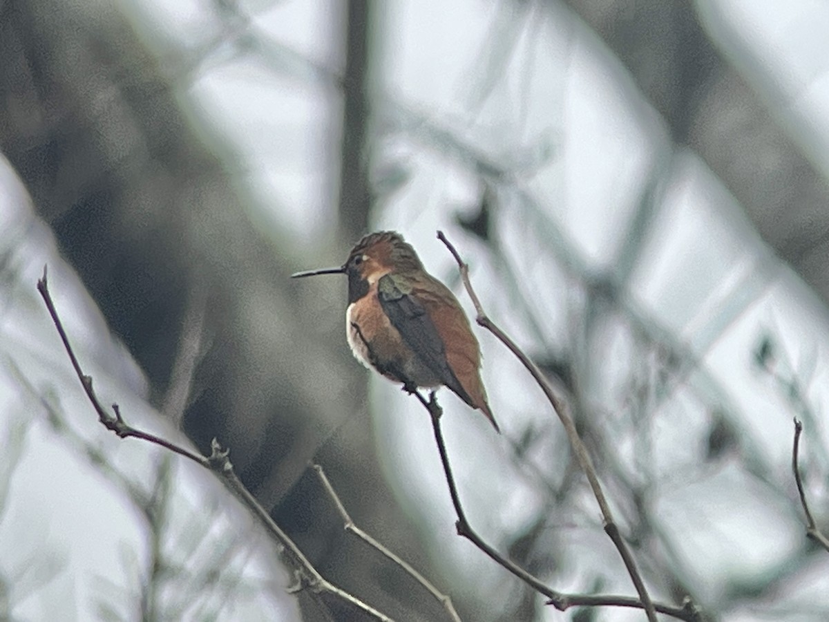 Rufous x Allen's Hummingbird (hybrid) - ML652614307