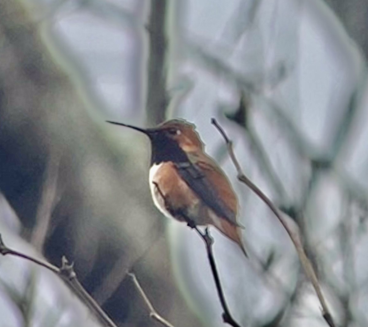 Rufous x Allen's Hummingbird (hybrid) - ML652614308