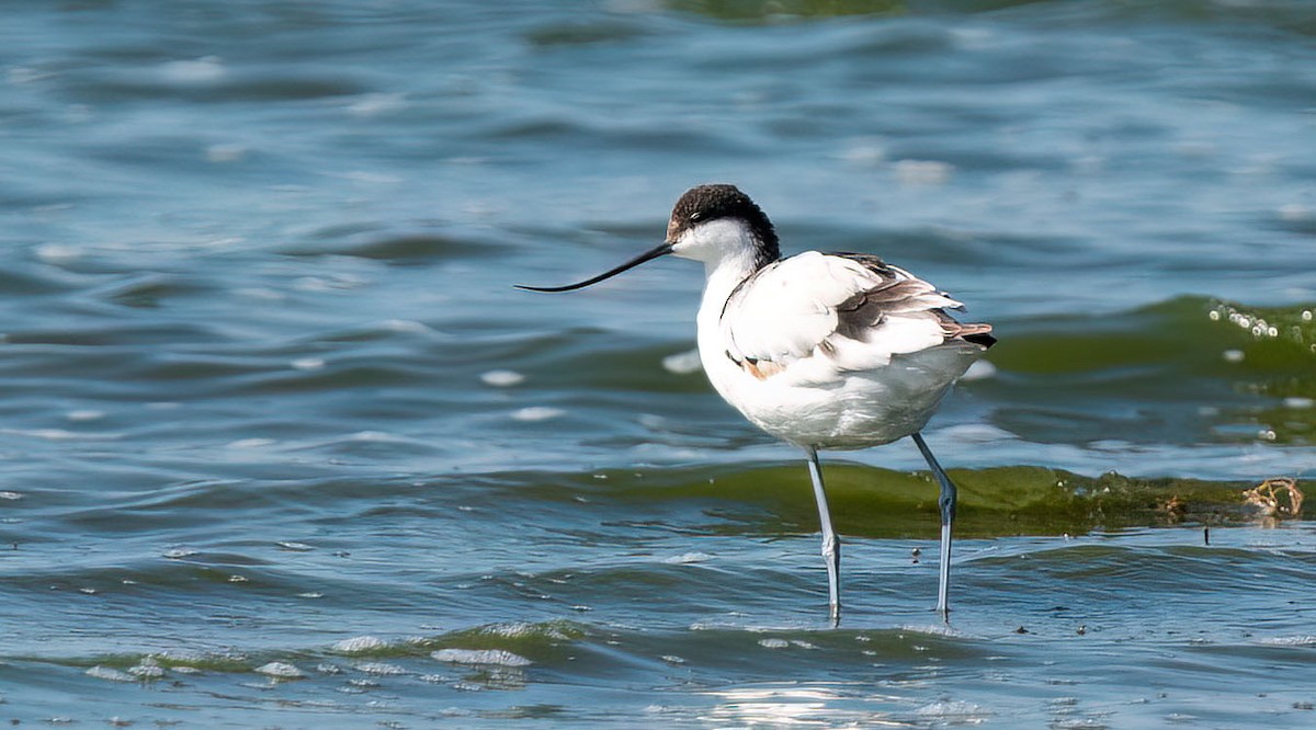 Шилоклювка - ML652614470