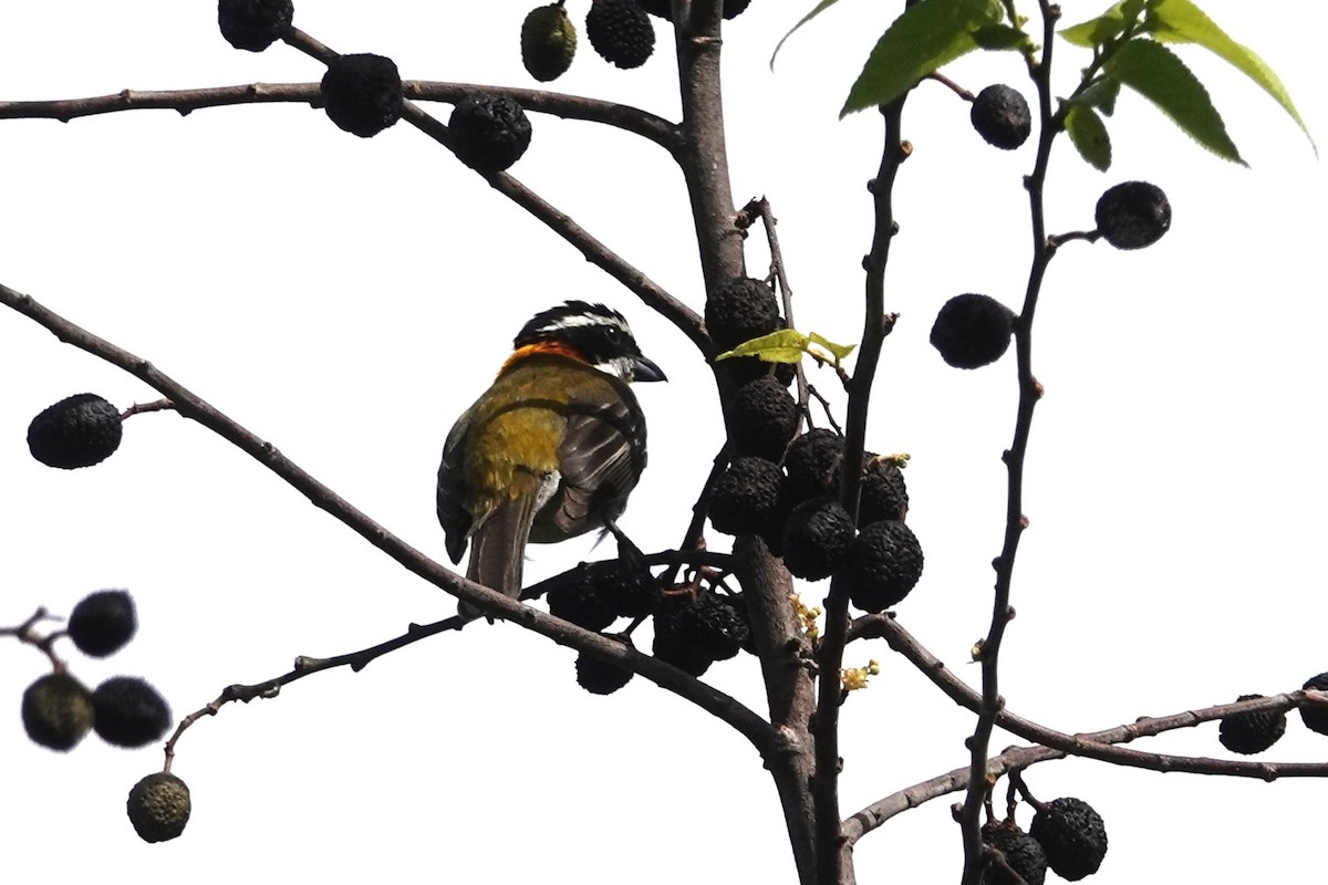 Puerto Rican Spindalis - ML652614834