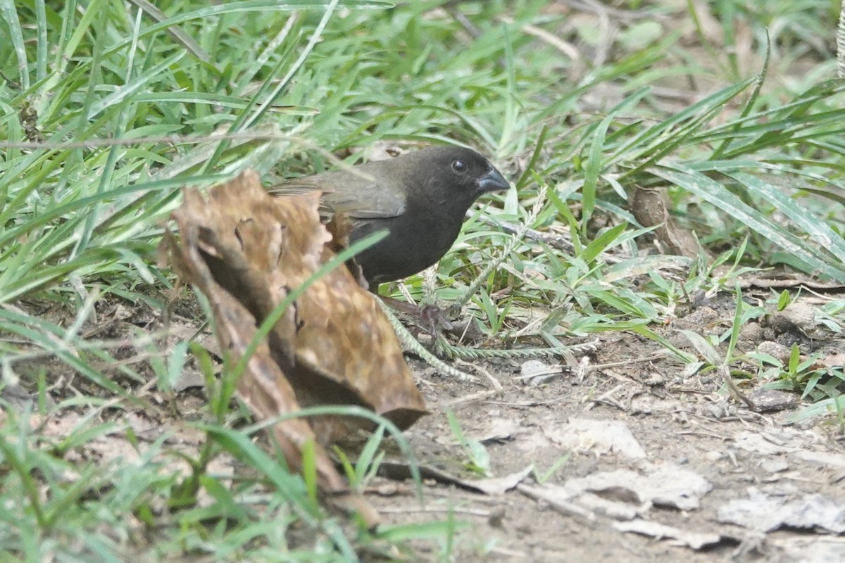 Black-faced Grassquit - ML652614837