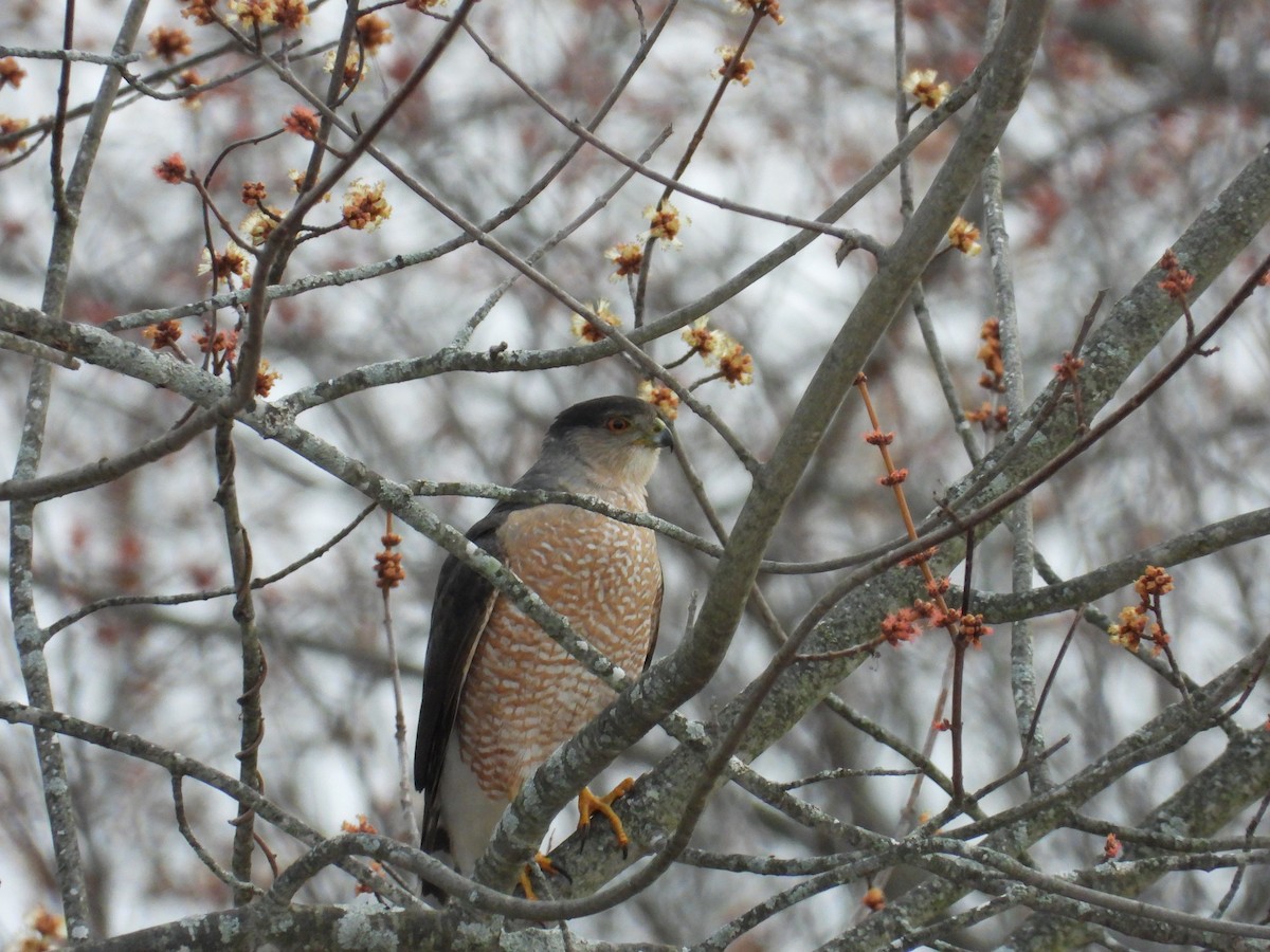 Cooper's Hawk - ML652615189