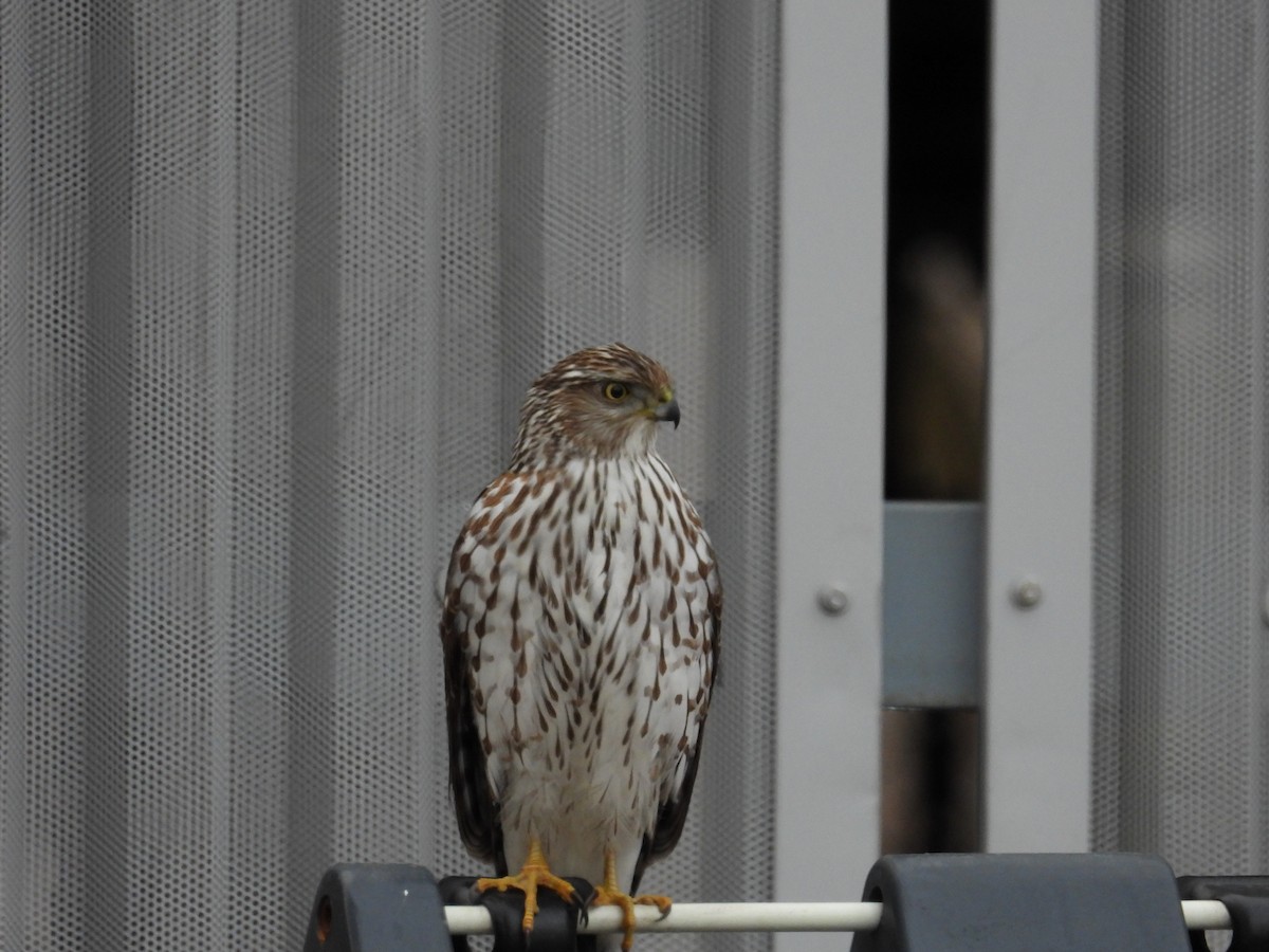 Cooper's Hawk - ML652615197