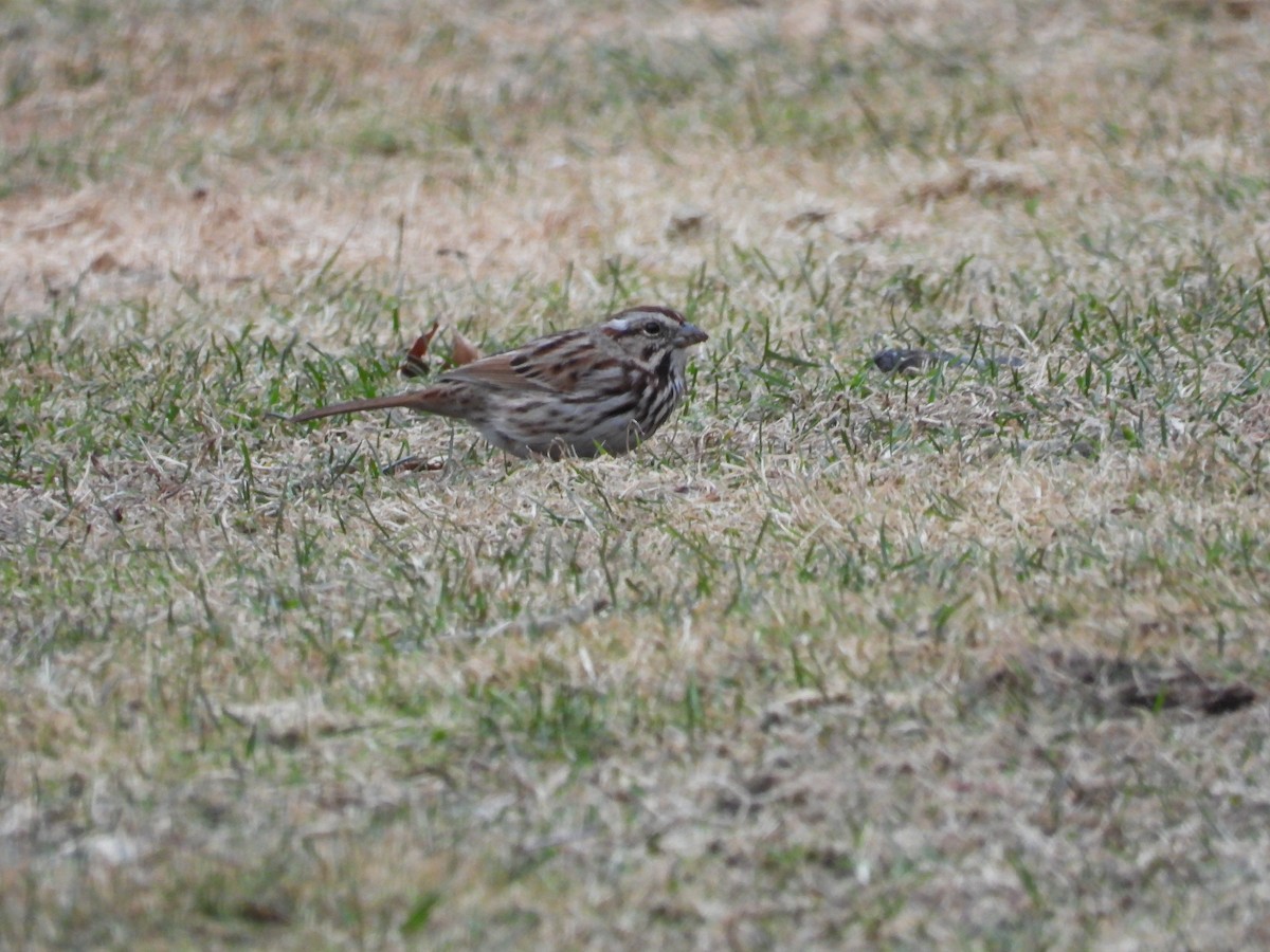 Song Sparrow - ML652615205