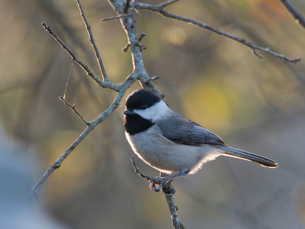 Carolina Chickadee - ML652615338