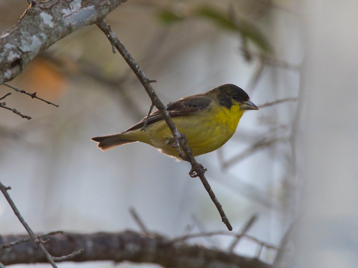 Lesser Goldfinch - ML652615343