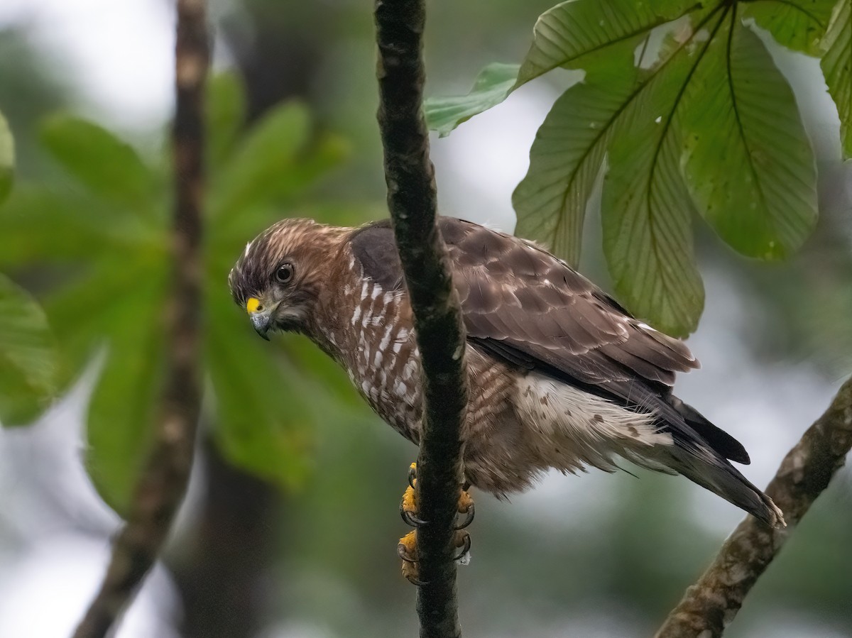 Broad-winged Hawk - ML652615406